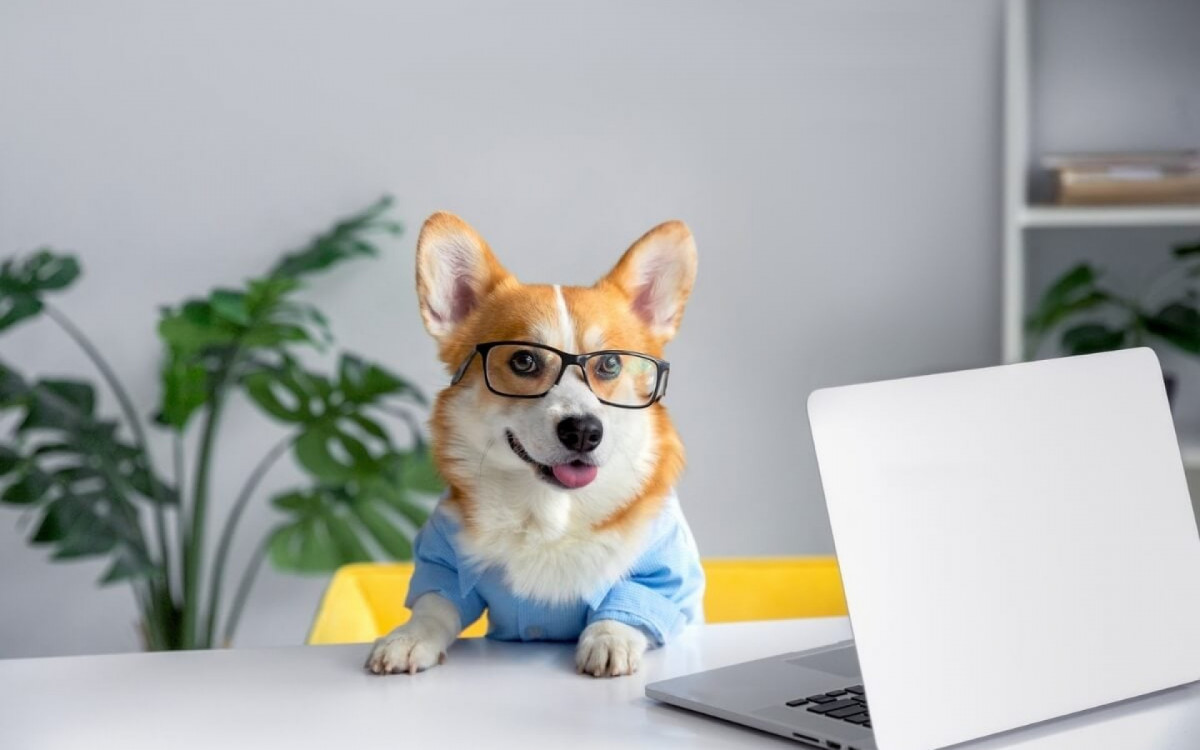 Nomes inspirados em 'The Office' exploram a personalidade única dos pets e criam conexões com os fãs da série (Imagem: Kristina Holovach | Shutterstock)