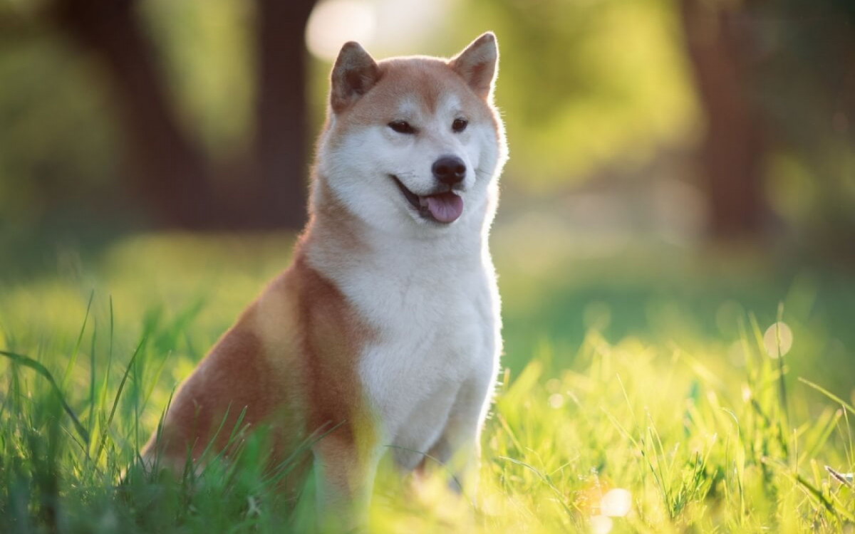 O shiba é um cachorro leal e espirituoso (Imagem: OlesyaNickolaeva | Shutterstock) 