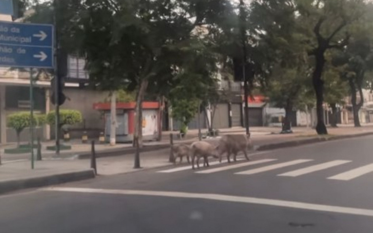 Os três porcos foram flagrados caminhando pela Rua São Cristóvão