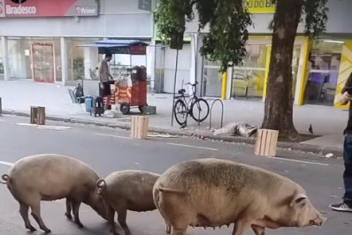 Três porcos são flagrados soltos e andando por rua de São Cristóvão