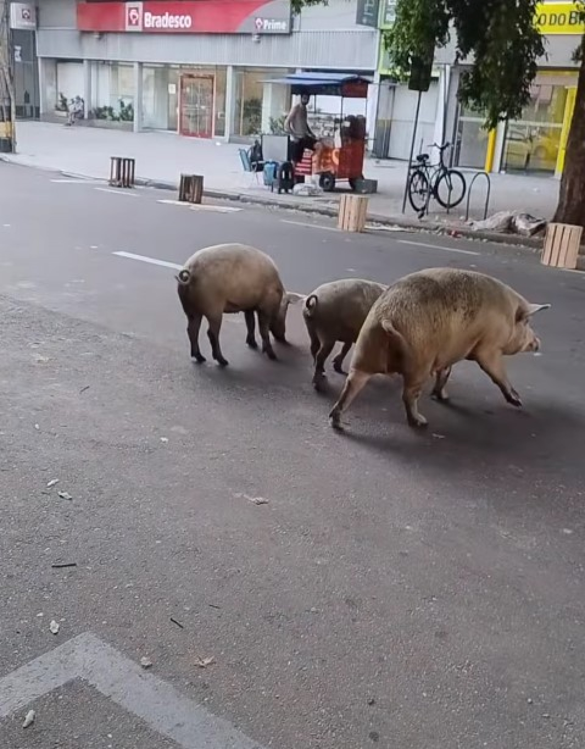 Os três porcos foram flagrados caminhando pela Rua São Cristóvão