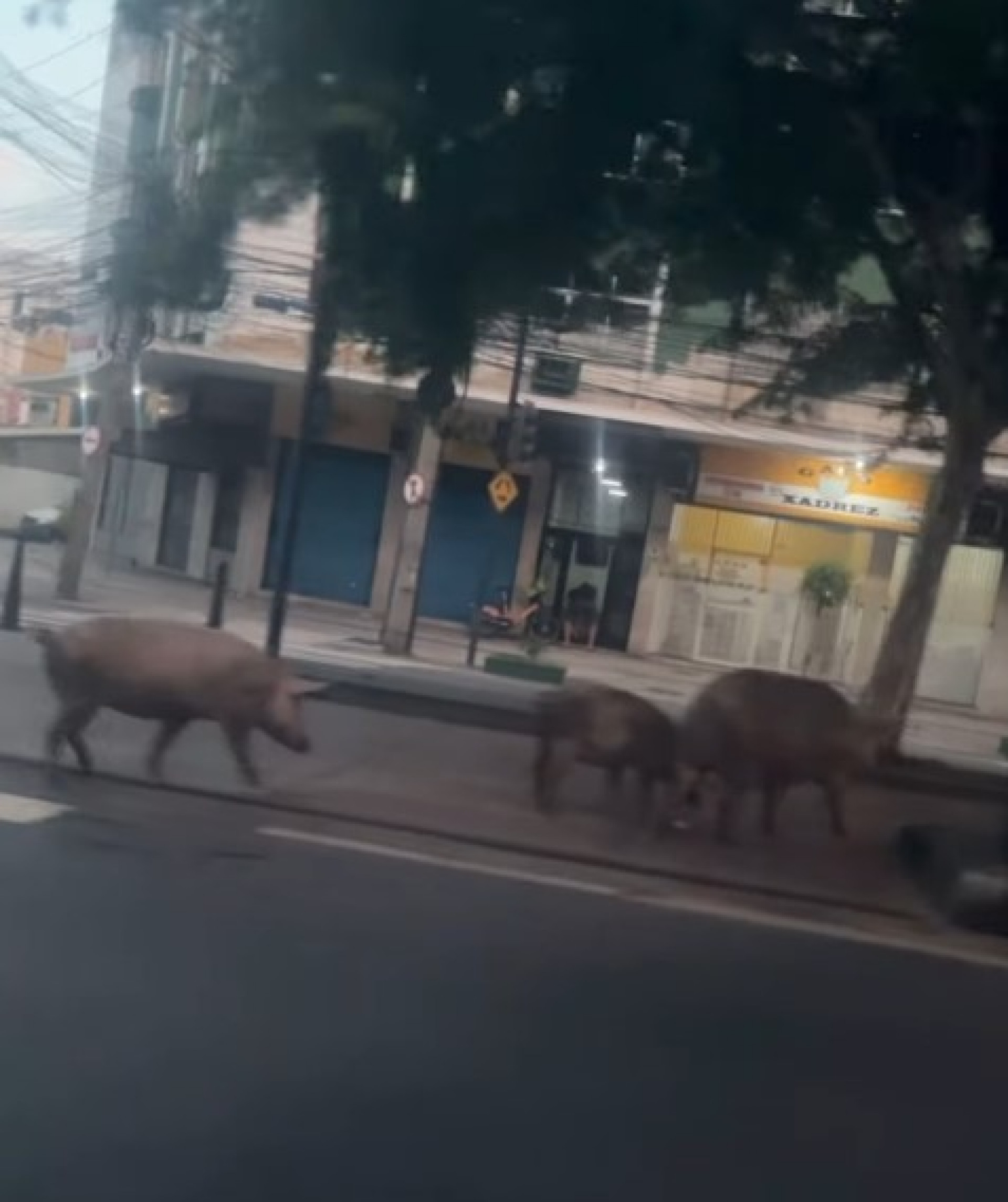 Os três porcos foram flagrados caminhando pela Rua São Cristóvão