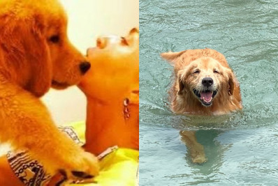 Angélica lamenta morte de cachorrinha, Lora: 'Guerreira até o fim'