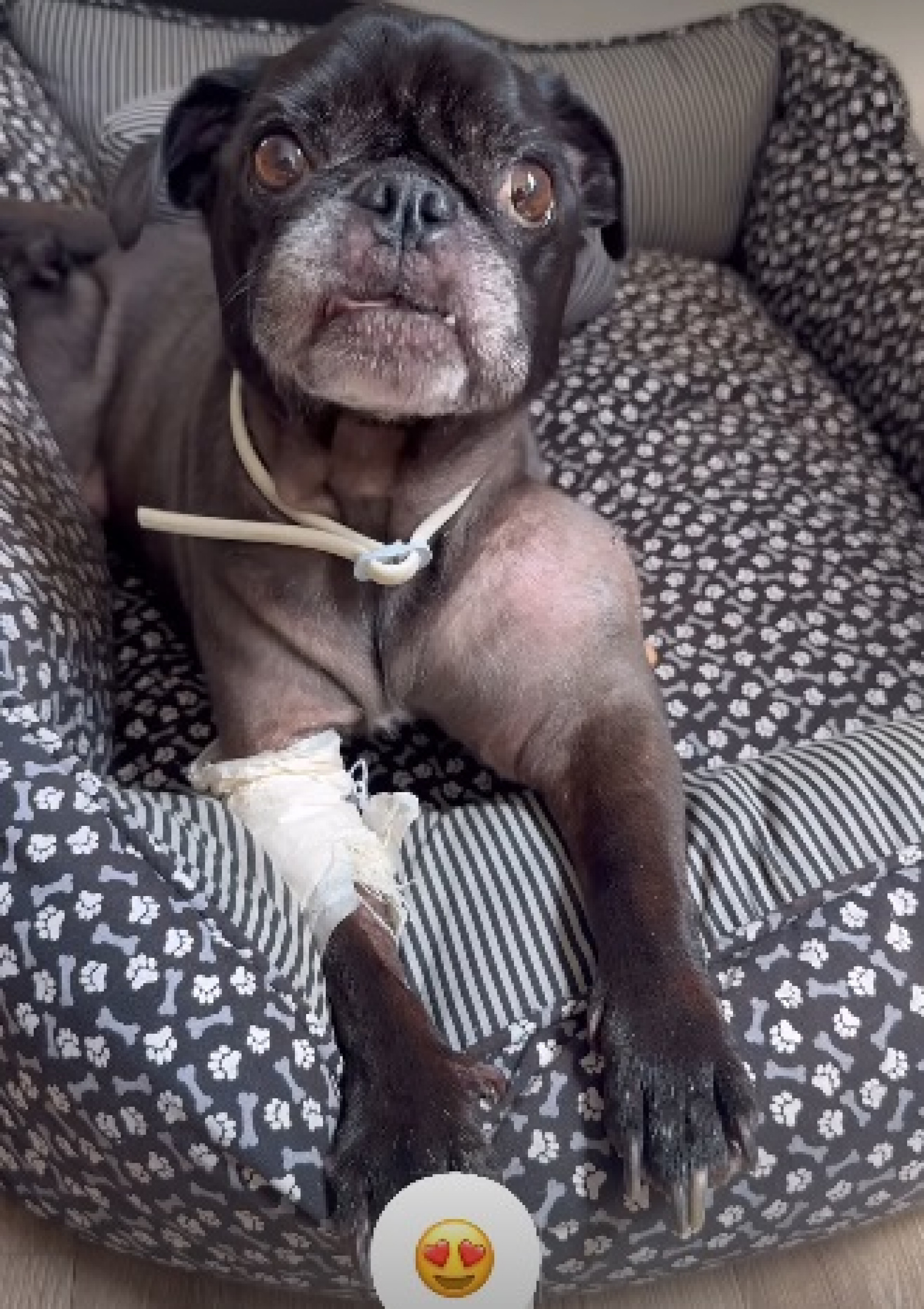 Rocco é o cachorro de estimação de Cezar Black - Reprodução/Instagram 