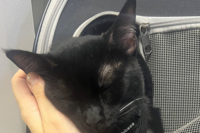 Tutora é expulsa de voo com conexão após gato fazer cocô em caixa transportadora