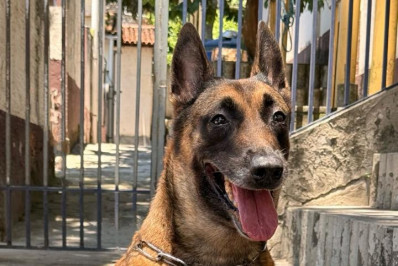 Aposentados, cães da GM-Rio são colocados para adoção