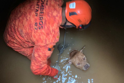 Bombeiros resgatam cãozinho de bueiro no Recreio; veja o vídeo