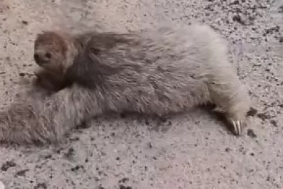 Bicho-preguiça é flagrado passeando no Parque Municipal Mico-Leão Dourado, em Cabo Frio