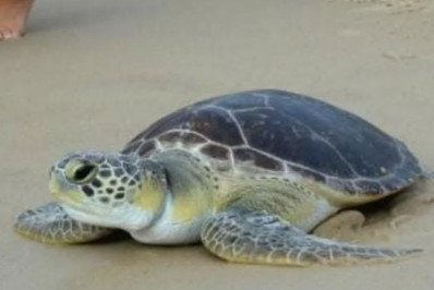 Tartaruga resgatada em Niterói com linha de pesca enrolada no pescoço é devolvida ao mar