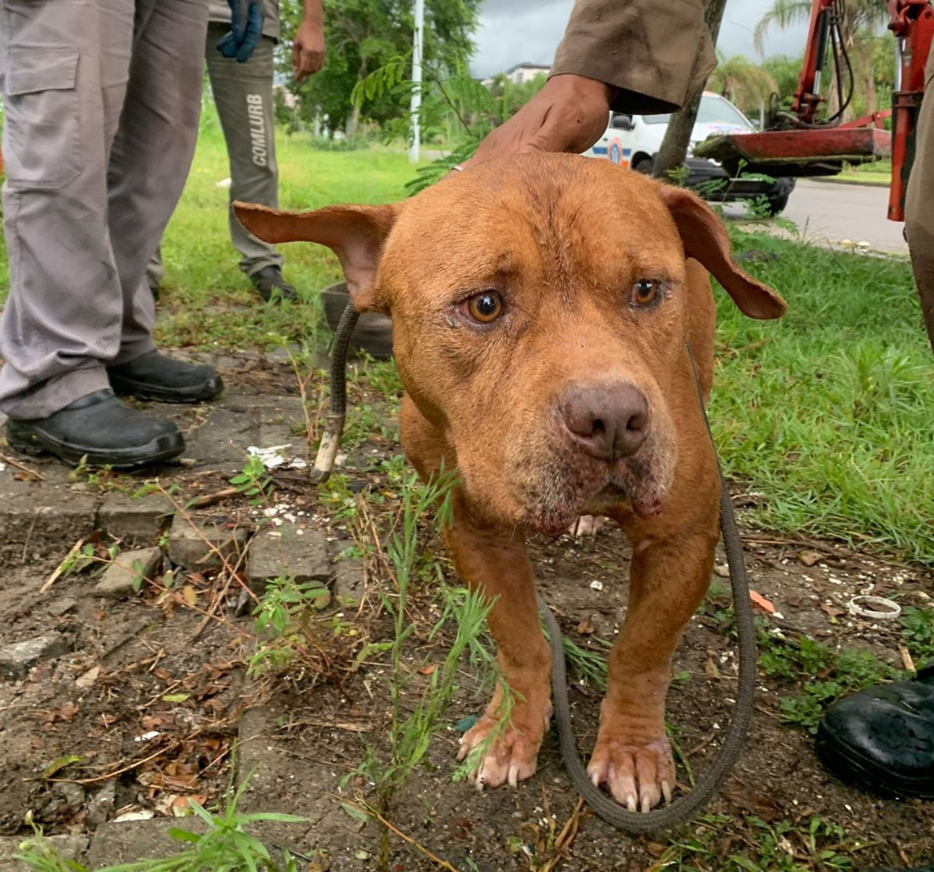 Funcionários do abrigo batizaram o cãozinho como Hulk - Divulgação