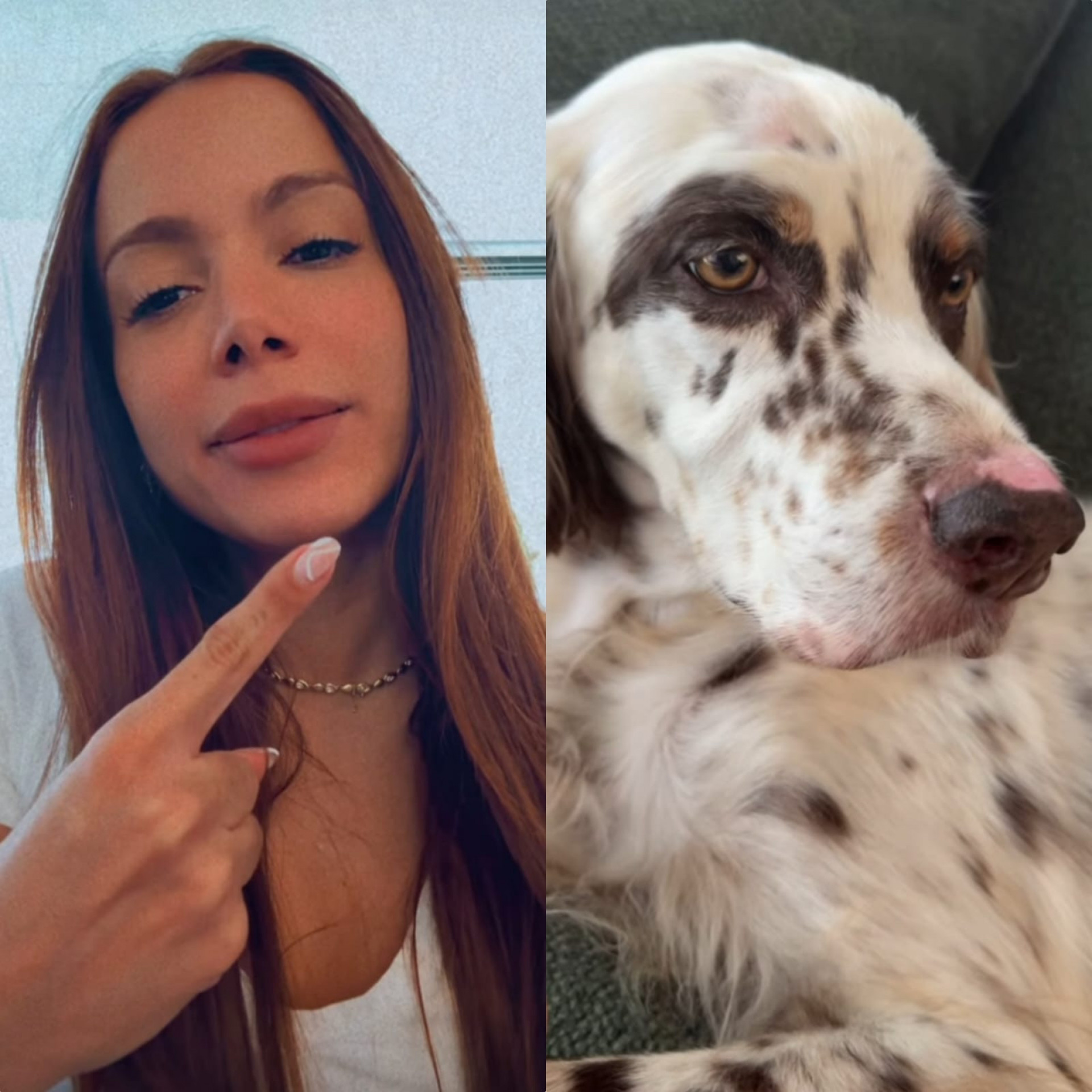 Cachorro de Anitta que desapareceu no Natal come porco-espinho: 'Acha que tem sete vidas' - Reprodução de vídeo / Instagram