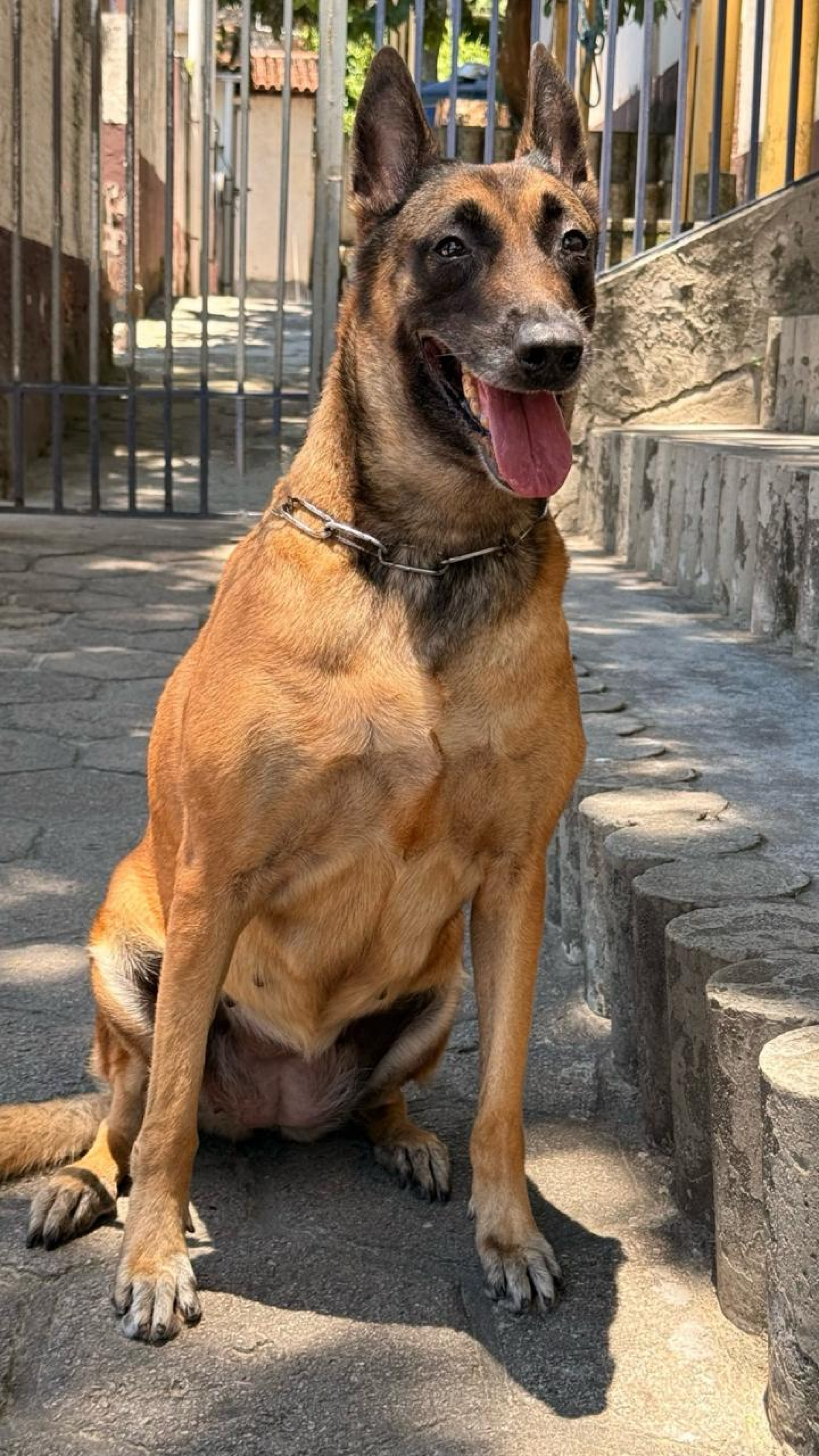 A fêmea Milla, da raça pastor belga de malinois, está disponível para adoação responsável - Divulgação/GM-Rio