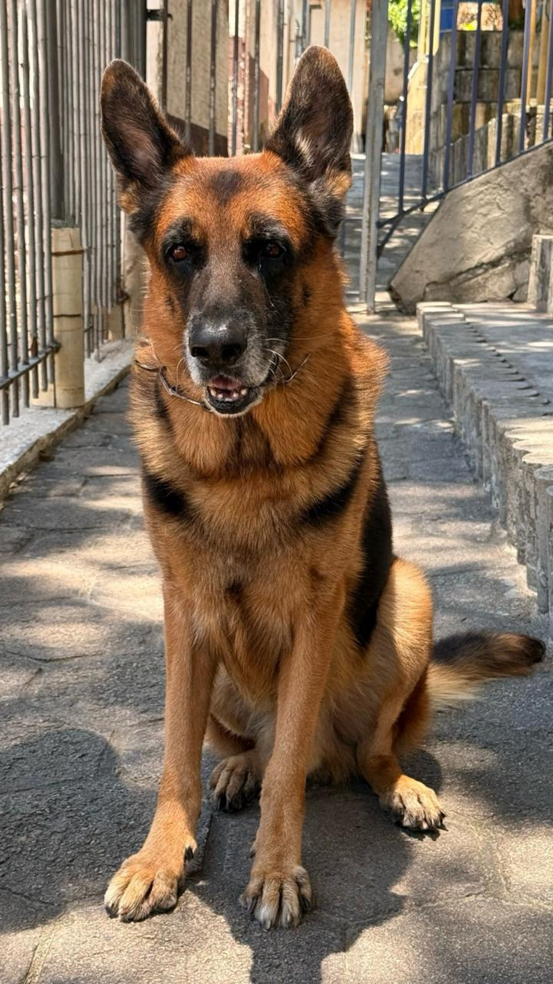 Pastor alemão Nero, que atuou na GM-Rio, está disponível para adoação responsável - Divulgação/GM-Rio