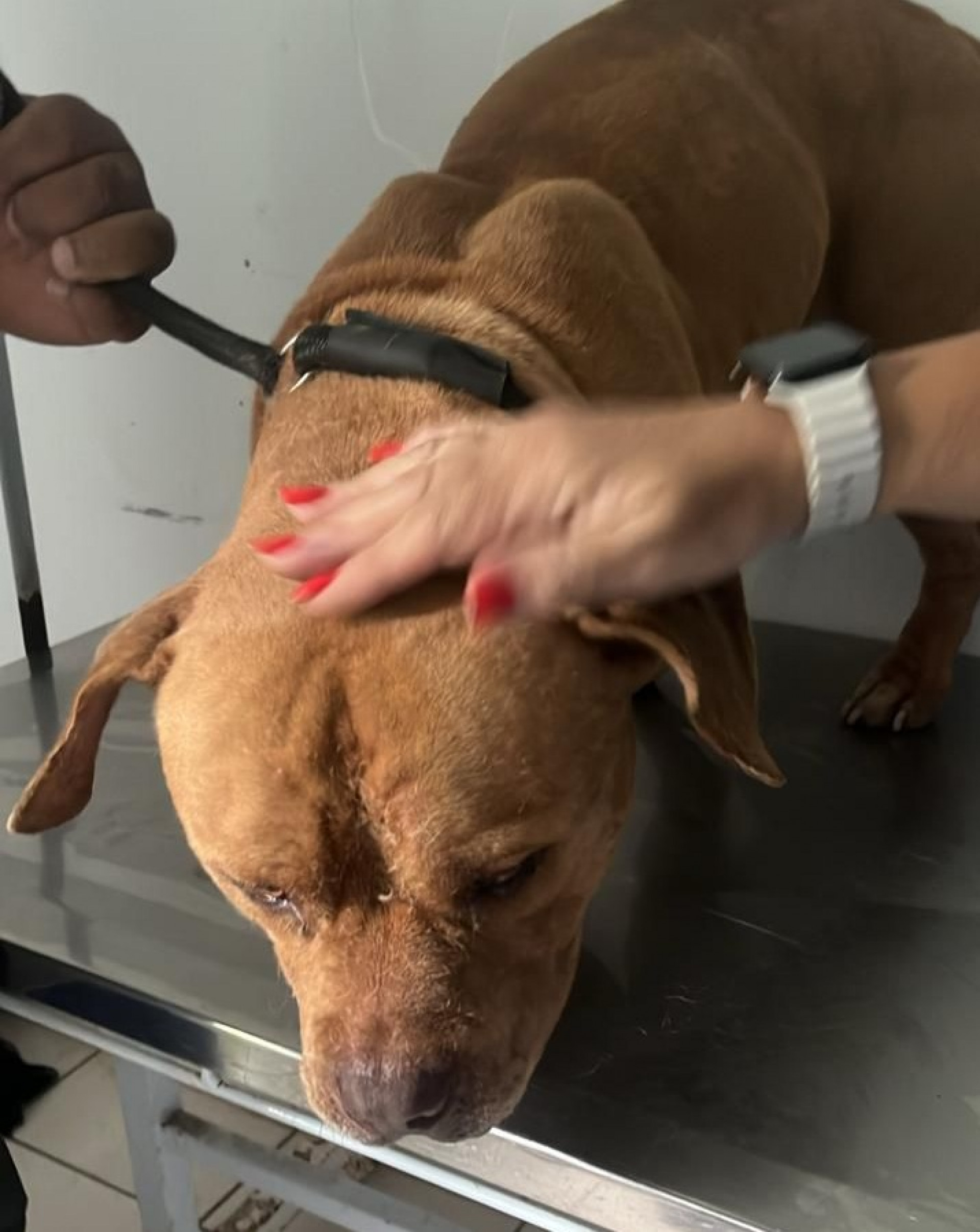 No local, ele foi examinado e microchipado - Divulgação