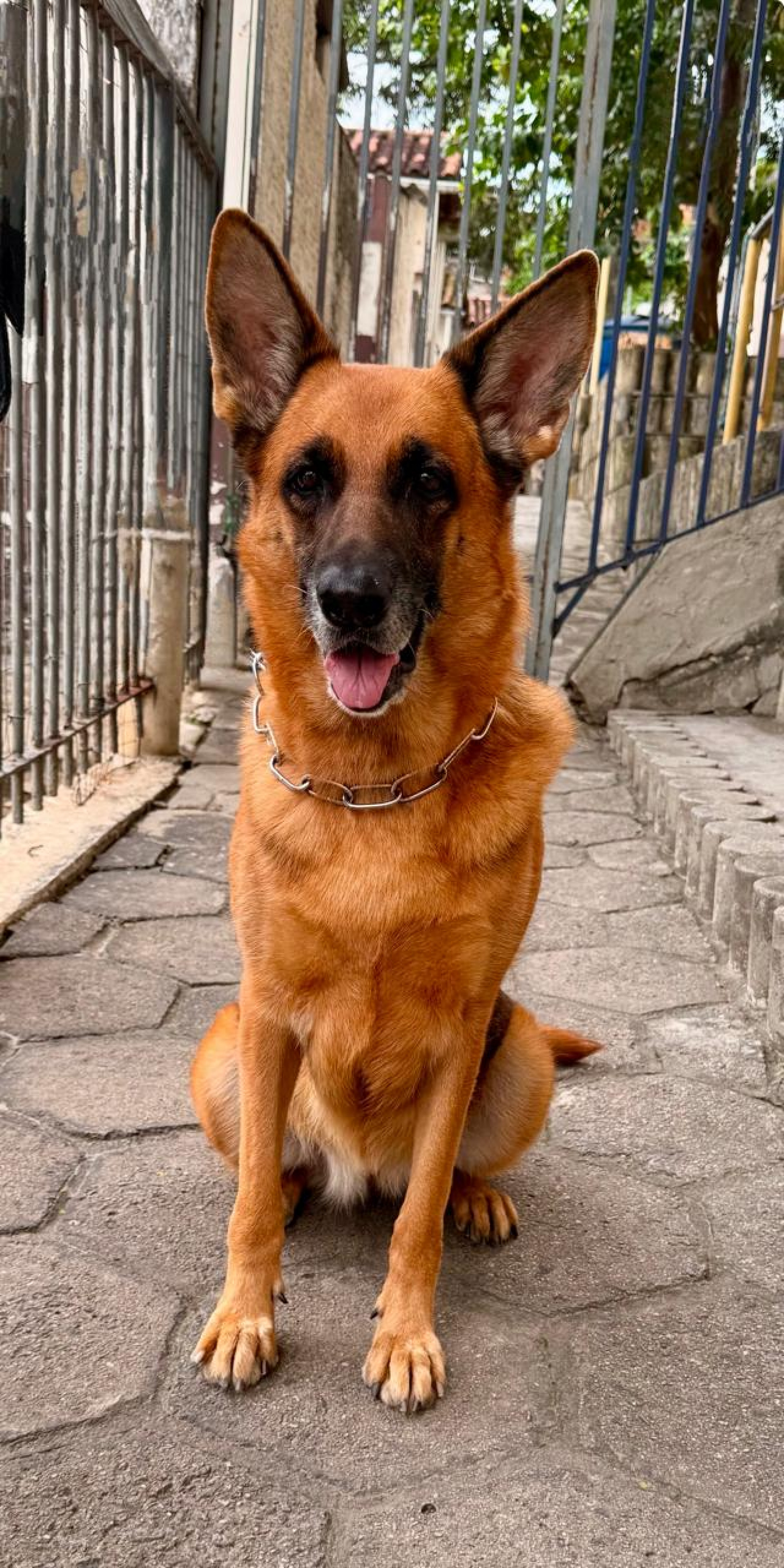 Nova Diana, que atuou na GM-Rio, está disponível para adoação responsável - Divulgação/GM-Rio