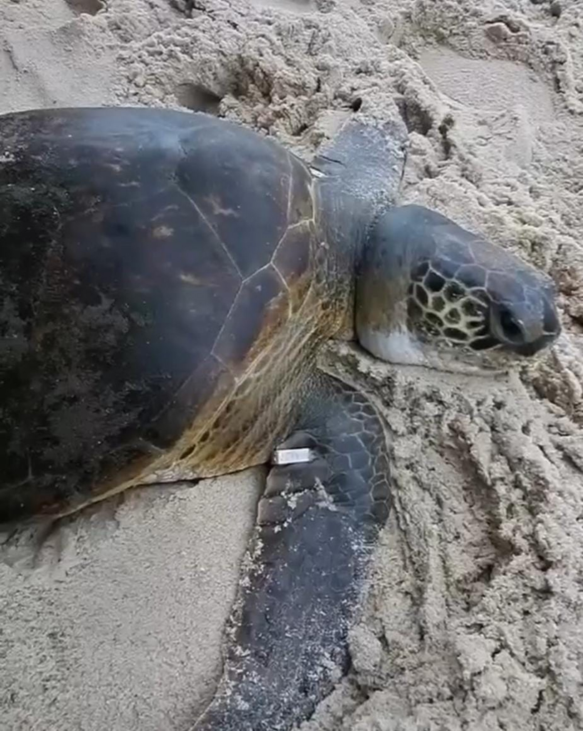 Tartaruga Maricota foi resgatada pela equipe do Projeto Araun&atilde; - Reprodu&ccedil;&atilde;o / @ralbfotografia
