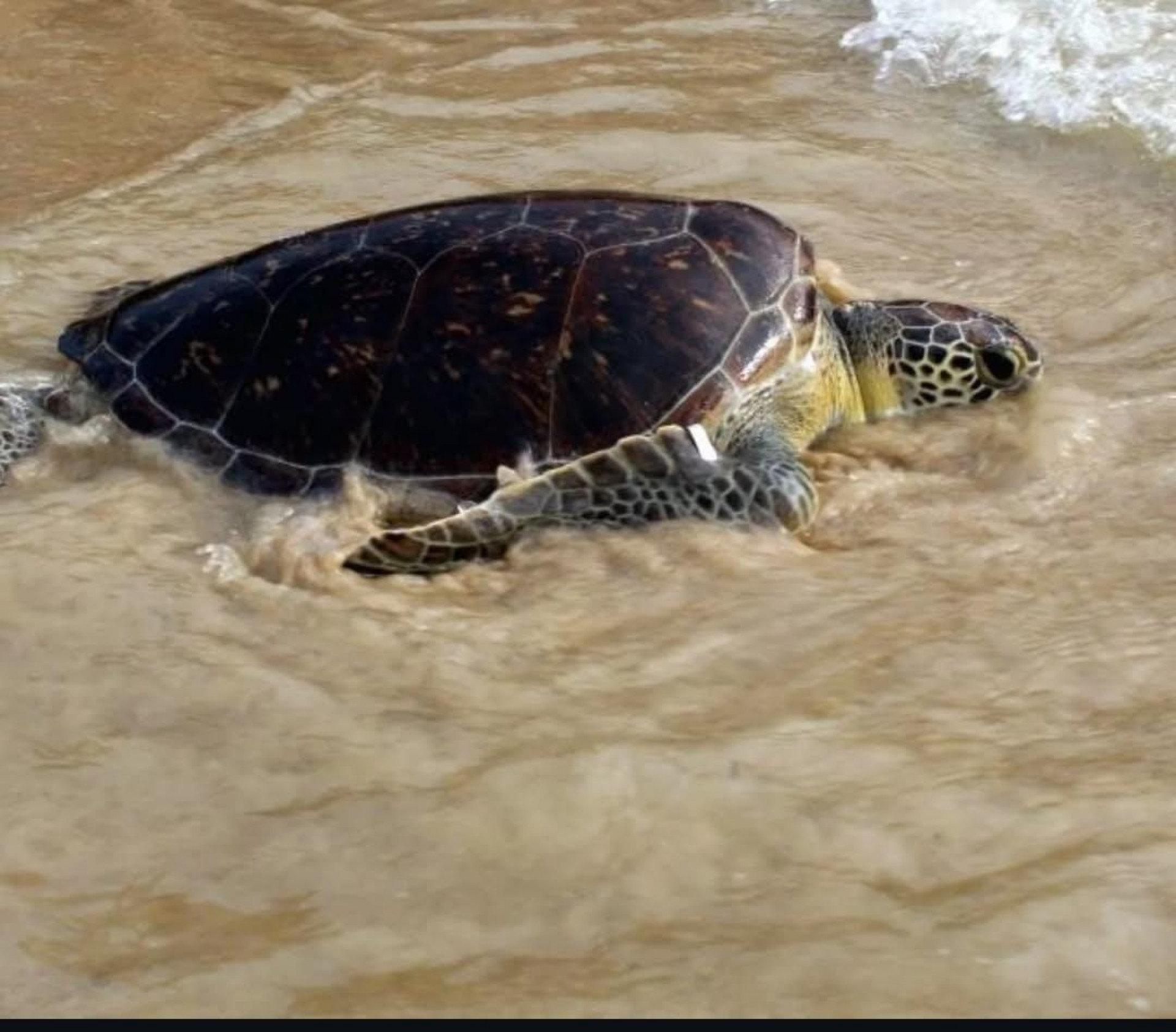 Tartaruga retornou ao mar de Itaipu nesta quarta-feira (8) - Reprodução / Eduardo Antunes