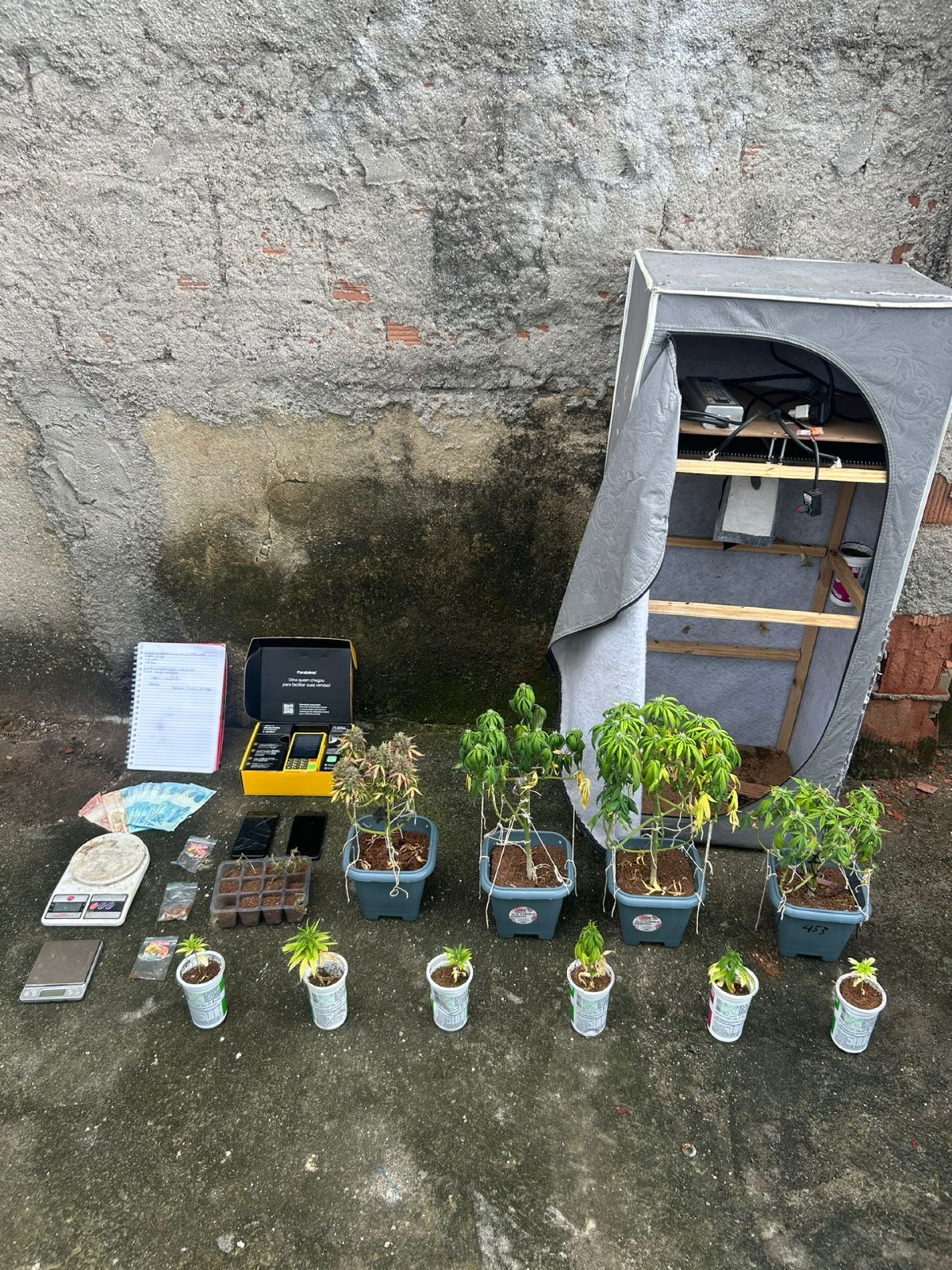 Ação localizou laboratório de plantio de maconha e apreendeu dez pés na Maré - Divulgação/Polícia Miltiar