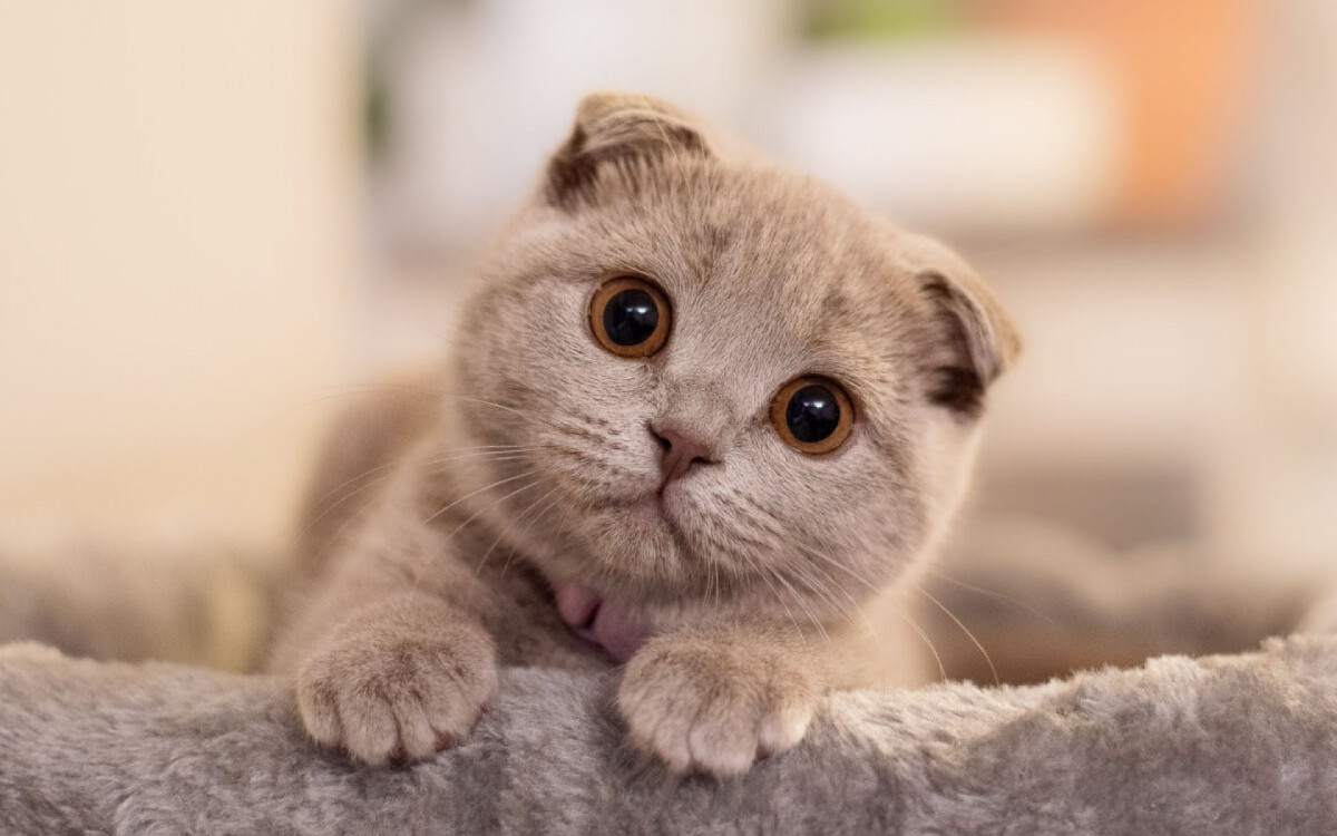 Filhotes de gato s&atilde;o seres encantadores (Imagem: Ance Kazaka | Shutterstock)