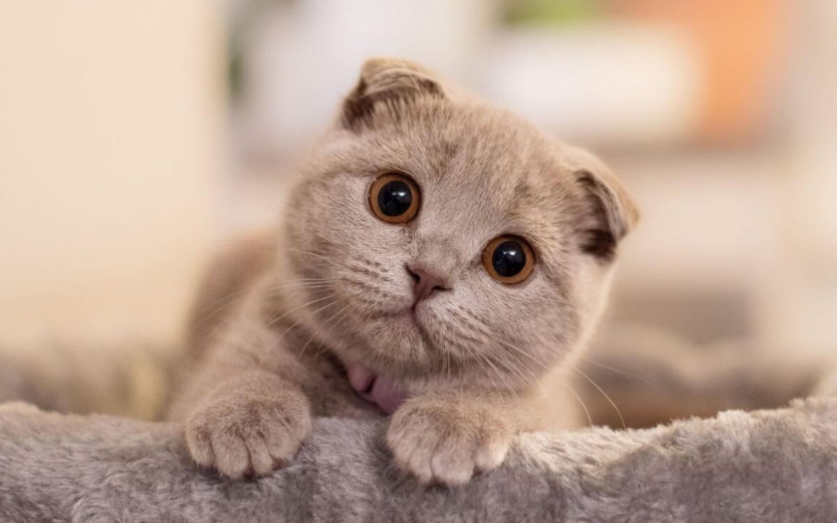 Filhotes de gato s&atilde;o seres encantadores (Imagem: Ance Kazaka | Shutterstock)