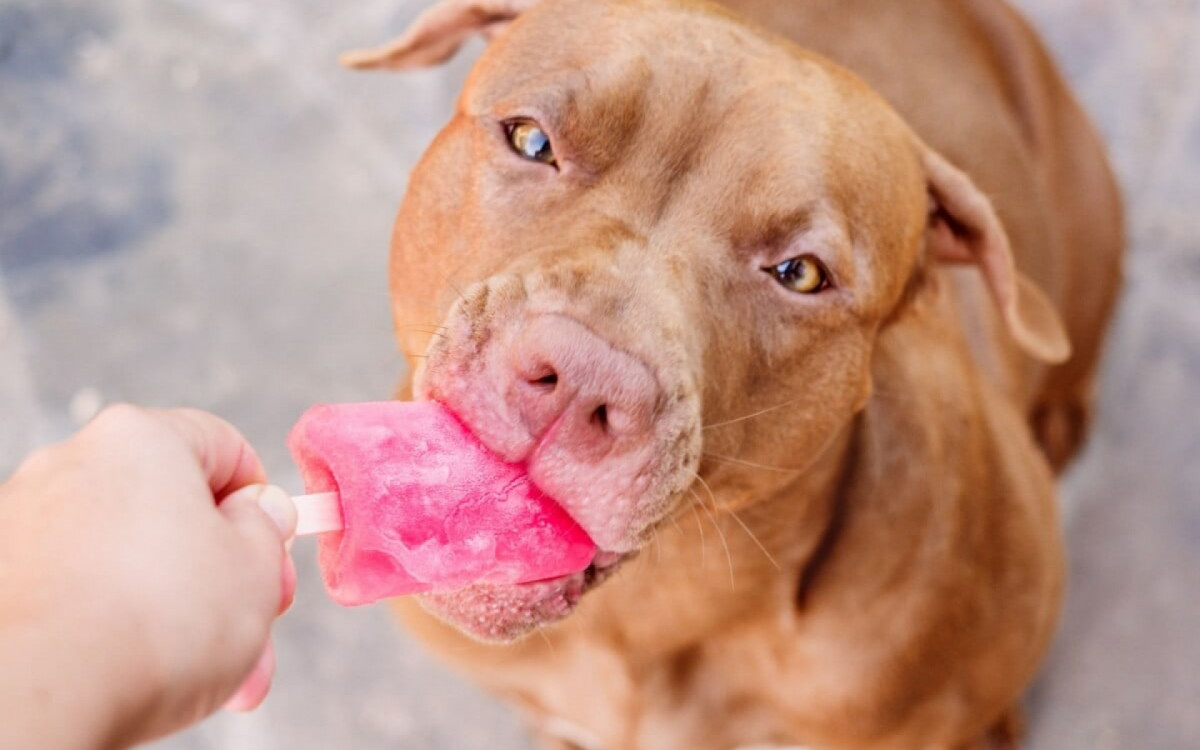 Petiscos gelados ajudam a reduzir o calor para os animais (Imagem: SvetikovaV | Shutterstock)