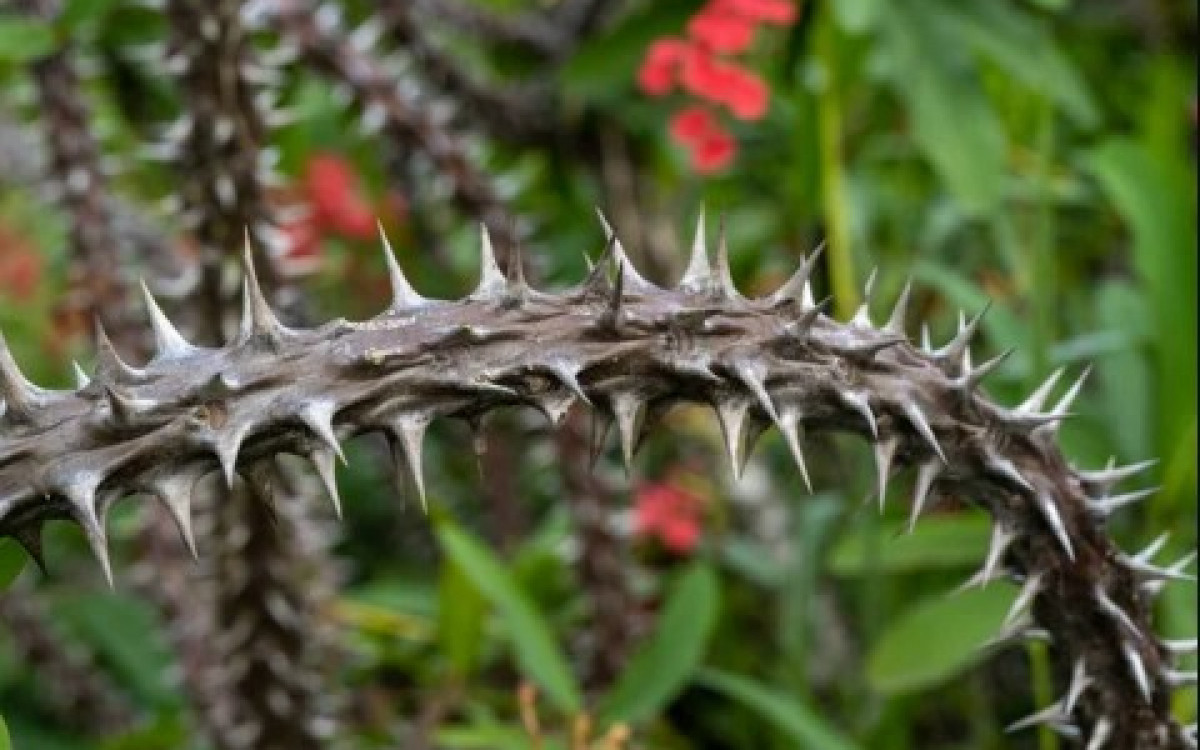 Lei proíbe o cultivo de plantas venenosas ou com espinhos em áreas públicas