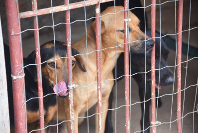 Secretaria de Bem-Estar Animal fiscaliza residências de protetores que recebem o auxílio 