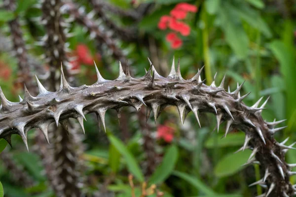 Lei proíbe o cultivo de plantas venenosas ou com espinhos em áreas públicas