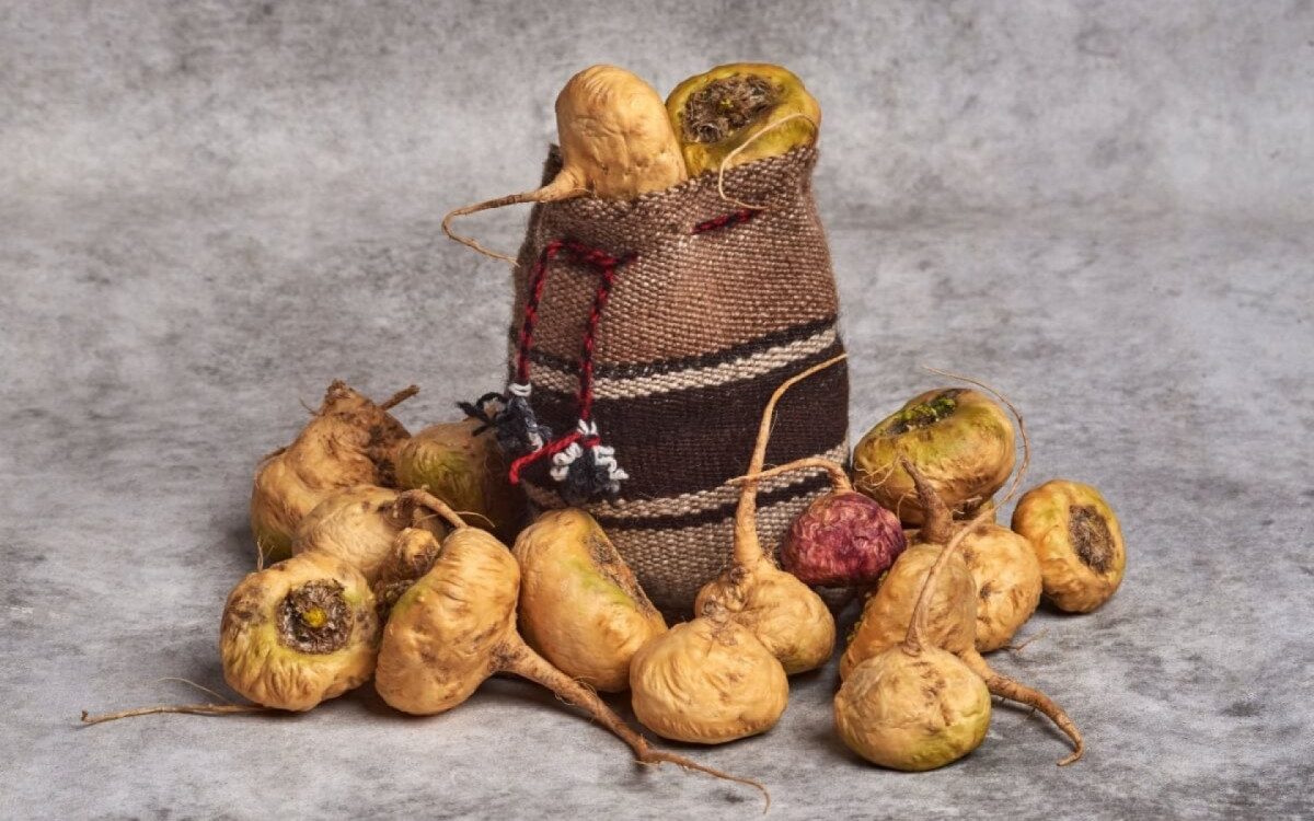 A maca peruana &eacute; utilizada devido &agrave;s suas propriedades terap&ecirc;uticas (Imagem: Dreke | Shutterstock)