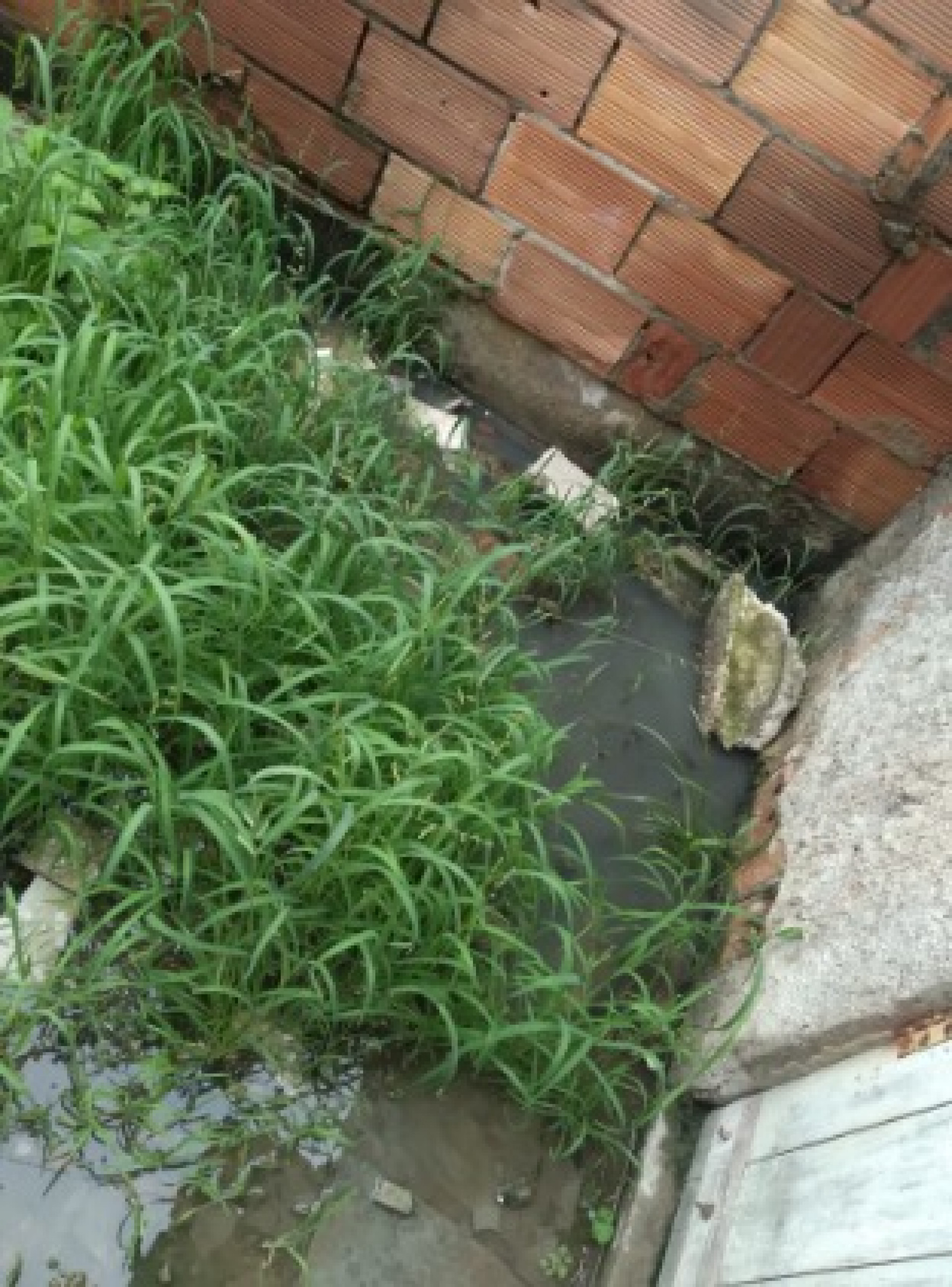 Entupimento do esgoto da rua causa alagamentos no quintal de Fabiana Vieira - Arquivo pessoal