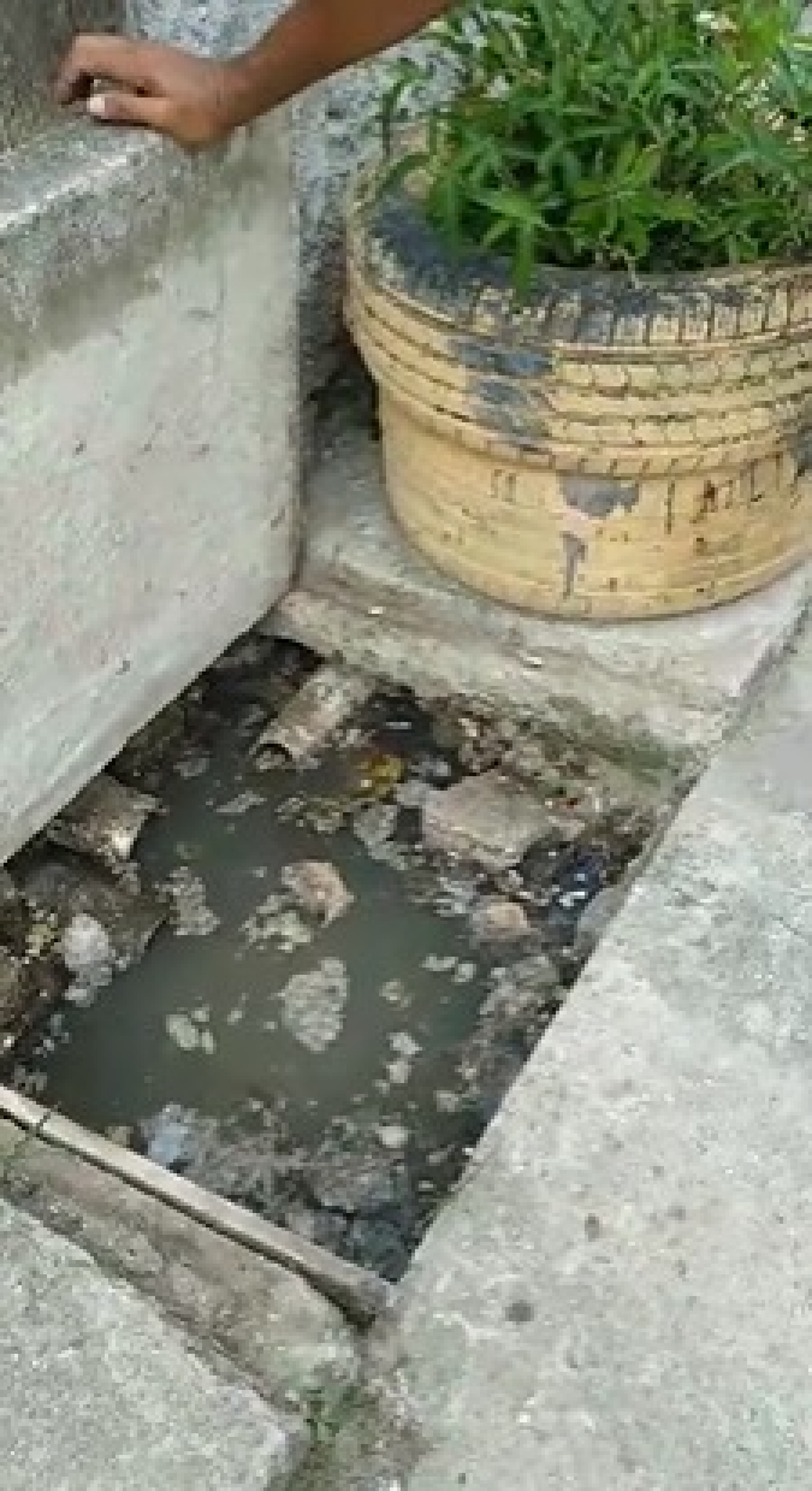 Esgoto da rua está entupido desde dezembro do ano passado - Arquivo pessoal
