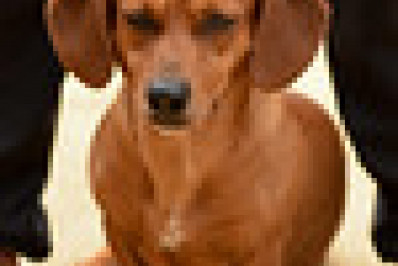 Adoção de cães e gatos em Angra