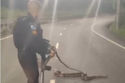 PMs resgatam jiboia em travessia na Autoestrada Grajaú-Jacarepaguá