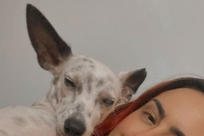 Secretário de Proteção Animal de Belford Roxo resgata cachorro com fratura exposta