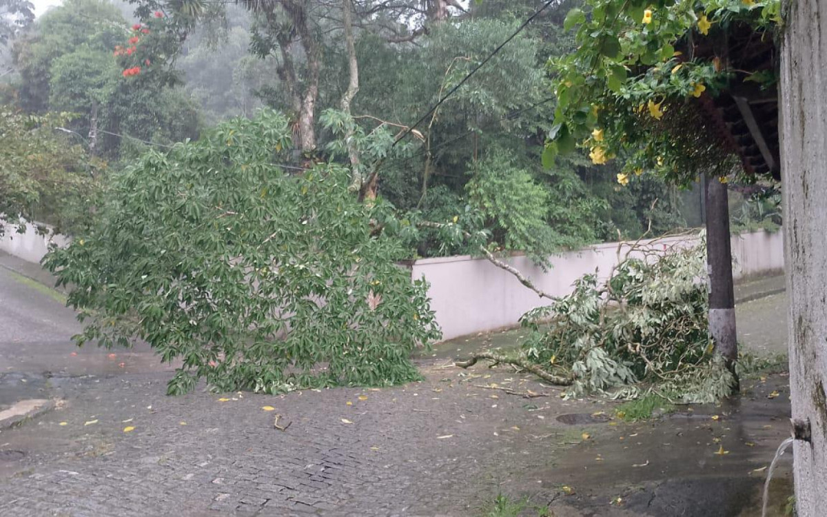 Árvore bloqueou acesso à rua no Morin