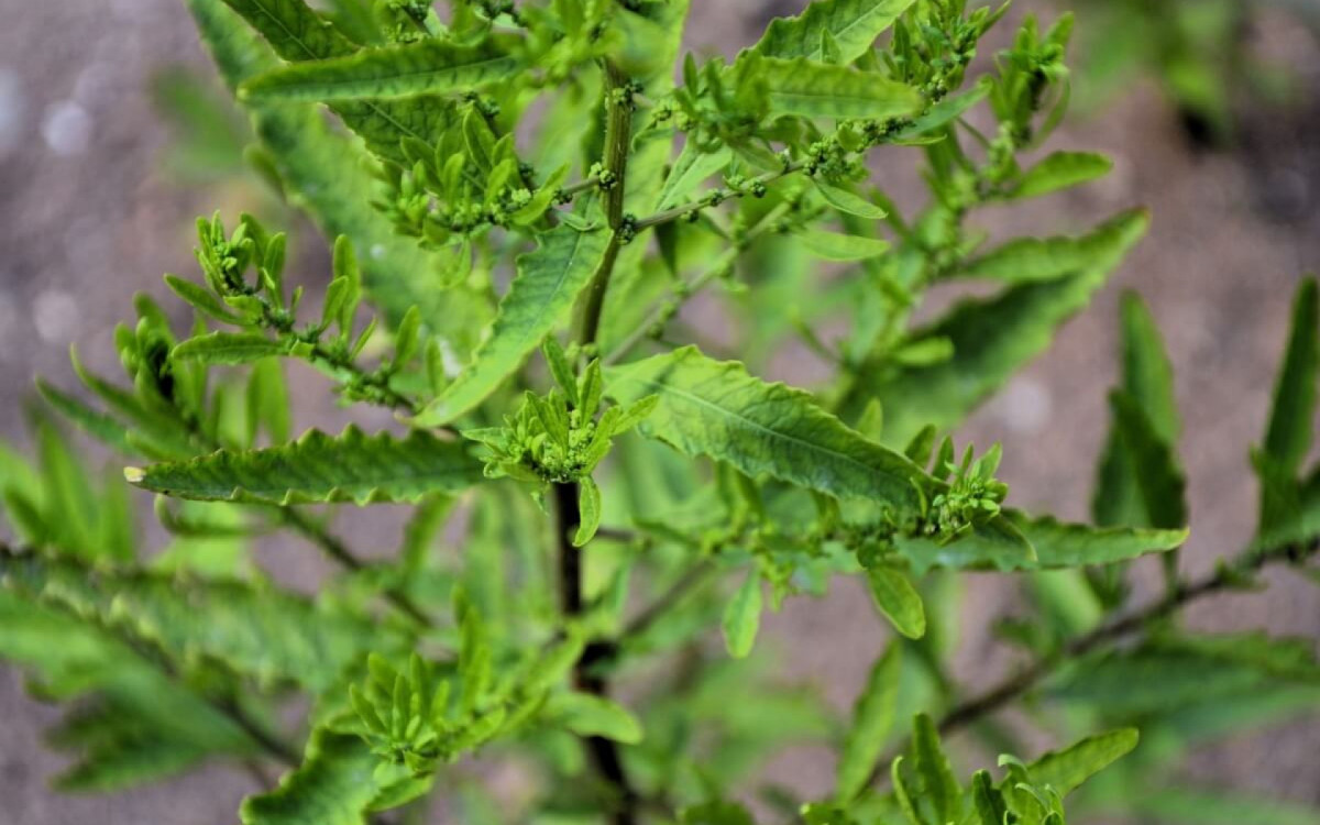 O mastruz é uma planta medicinal popular no Brasil (Imagem: NANCY AYUMI KUNIHIRO | Shutterstock) 