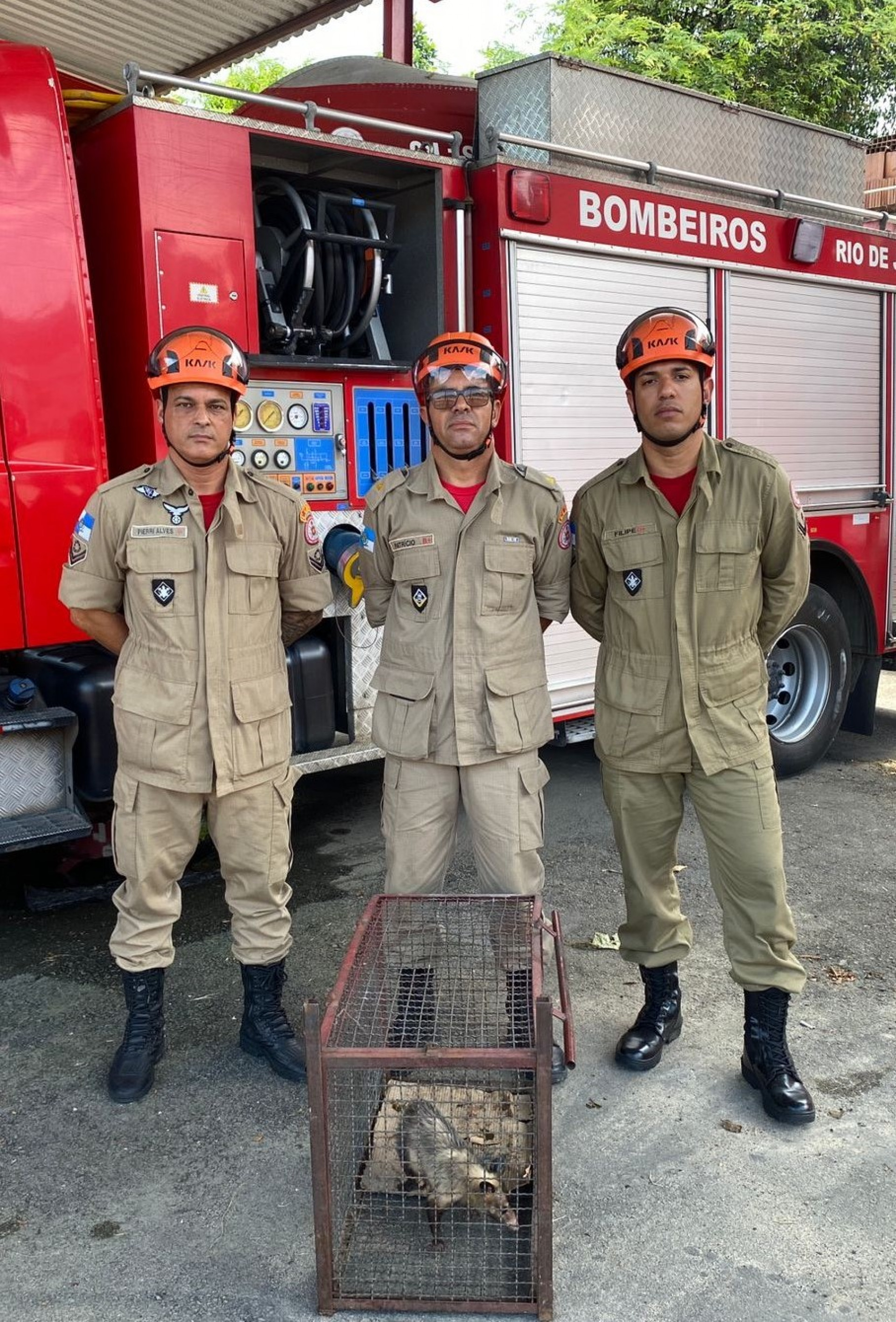 A gambá e os filhotes foram resgatados pela Secretaria de Defesa dos Animais e pelo Corpo de Bombeiros