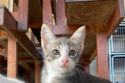 Caxias Shopping realiza 'Campanha Adote um Pet' no fim de semana