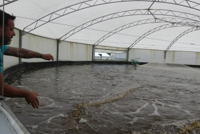 Fazenda de aquicultura de Maricá consegue fazer peixes crescerem mais rapidamente usando ração de fabricação própria