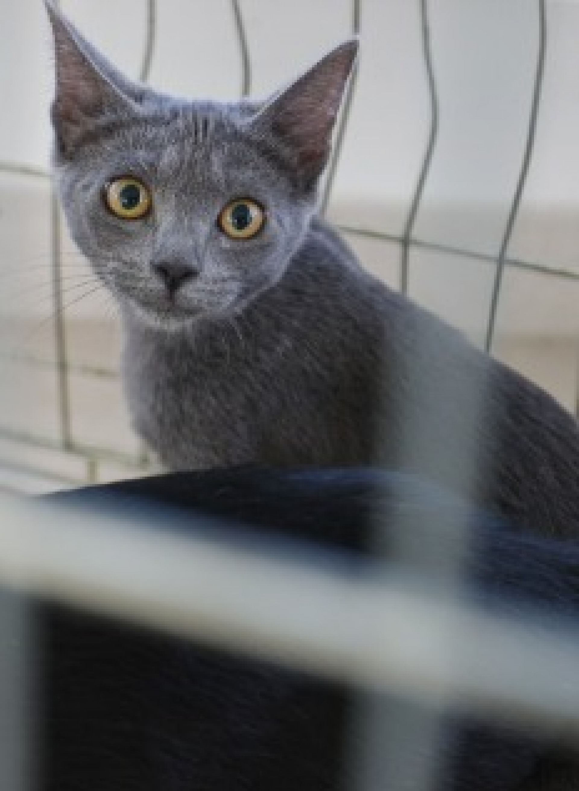 Saquarema realizará mais uma edição da Campanha de Adoção de Animais - Divulgação/Prefeitura de Saquarema