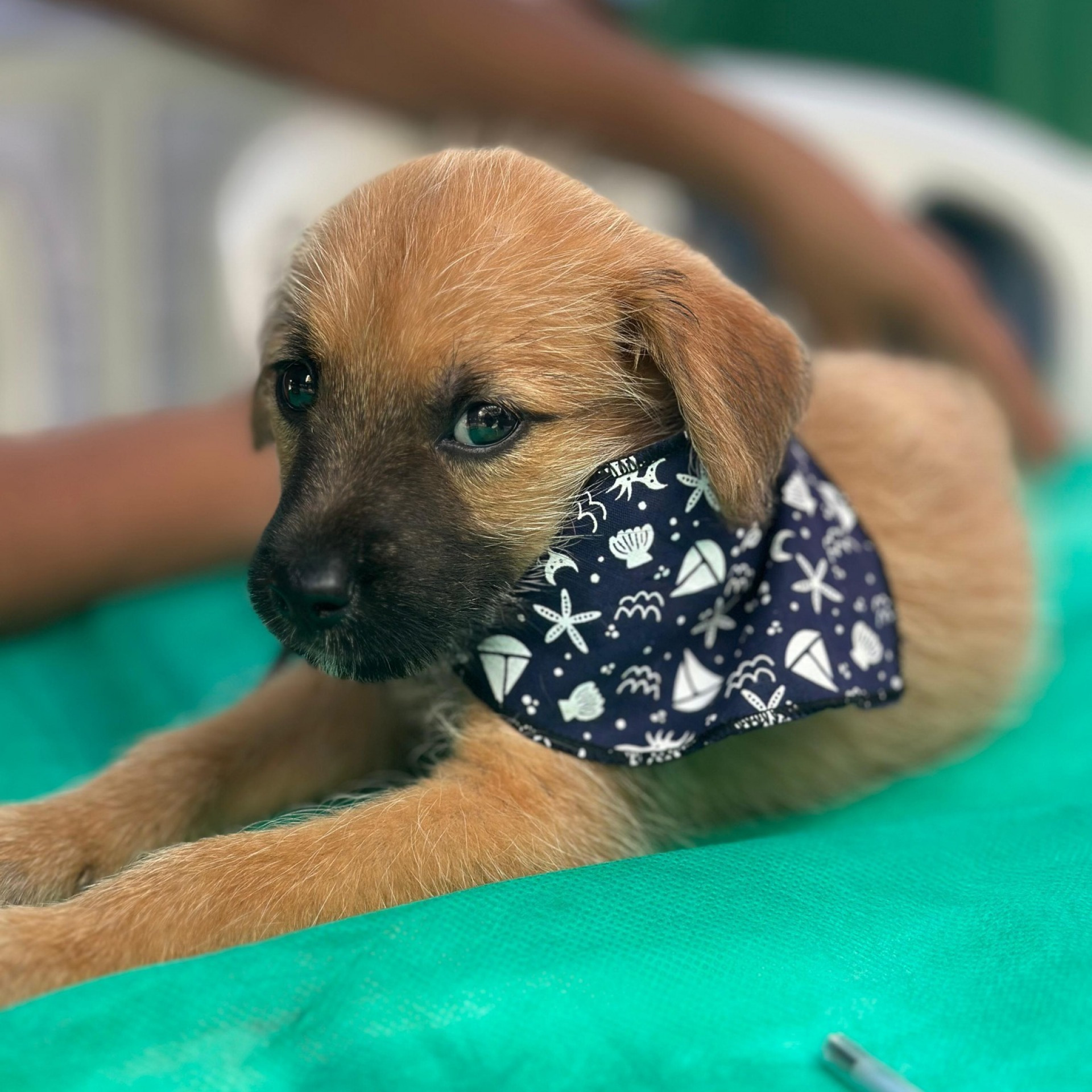 Saquarema realizará mais uma edição da Campanha de Adoção de Animais - Divulgação/Prefeitura de Saquarema