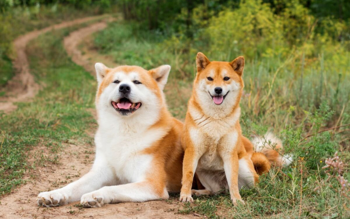 O akita e o shiba inu s&atilde;o cachorros diferentes (Imagem: FunFamilyRu | Shutterstock)
