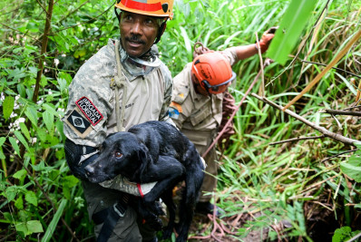 Secretaria de Meio Ambiente resgata cachorro preso em mata na Avenida Albo Chiesse