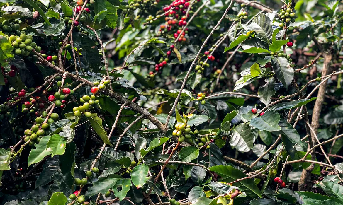 Produção de café no Brasil deve cair 4,4% na safra de 2025, aponta Conab
