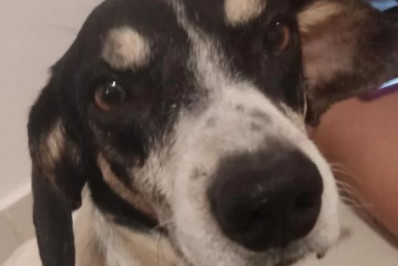 Cachorro que aguardava dono falecido há mais de uma semana em posto de combustível é adotado