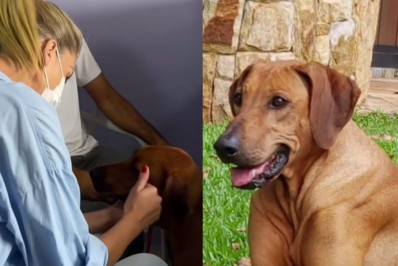 'Vimos crescer junto com Alezinho', diz Ana Hickmann ao lamentar morte da cadela de estimação