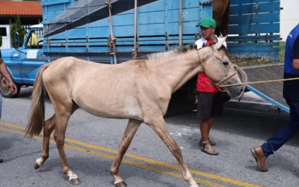 Operação para apreender cavalos soltos em áreas de preservação ambiental.