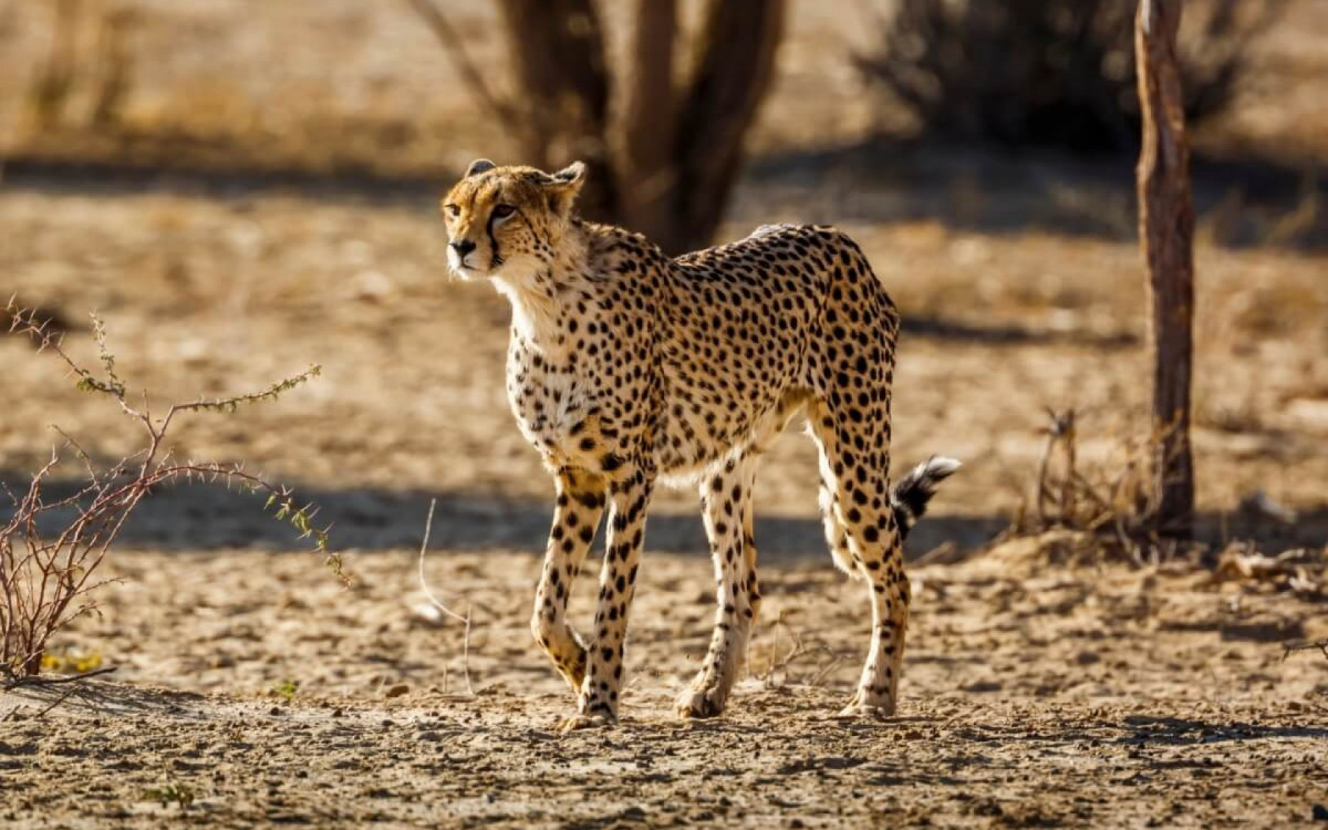 A velocidade é fundamental na adaptação ao ambiente e na perpetuação das espécies (Imagem: PACO COMO | Shutterstock) 
