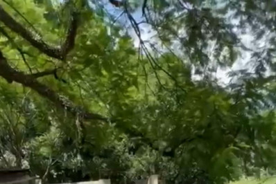 Animais em situação de risco