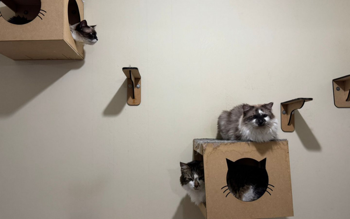 Para que os gatos não fiquem entediados e interajam entre si, Patrícia \'gatificou\' as paredes da casa
